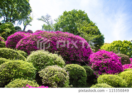 [Kyoto Scenery] Azalea at Keage Water Purification Plant 115350849
