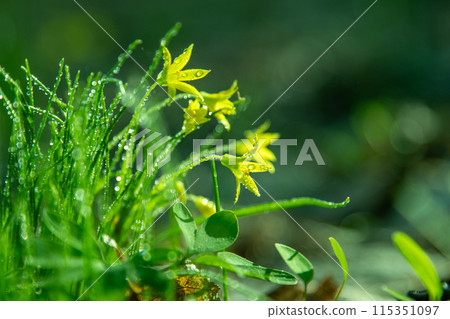 Forest wild flower Gagea minima or yellow star. Dew on green grass Forest wild flower Gagea minima or yellow star. Dew on green grass 115351097