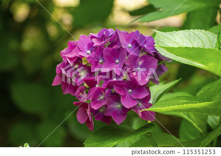 Red hydrangea 115351253