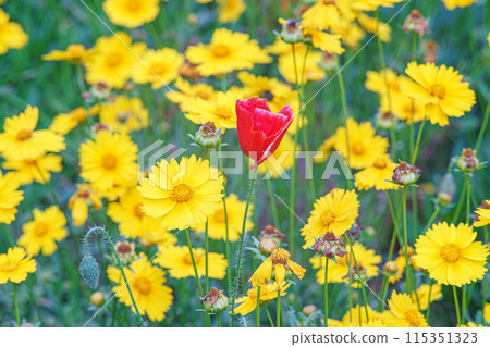 Field of yellow flower lance leaved, Coreopsis lanceolata, Lanceleaf Tickseed or Maiden's eye 115351323