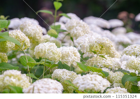 Bushes of Hydrangea arborescens flower in the garden, White hortensia in park close up 115351324