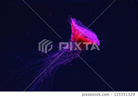 Fluorescent lion's mane jellyfish swimming underwater aquarium pool with red neon light. Fluorescent lion's mane jellyfish swimming underwater aquarium pool with red neon light. 115351329
