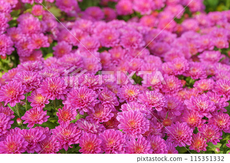 Fresh bright pink chrysanthemums Cherry lace bushes in autumn garden Fresh bright pink chrysanthemums Cherry lace bushes in autumn garden 115351332