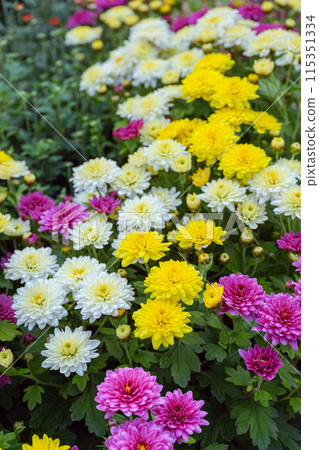 Fresh bright red, purple and yellow chrysanthemums bushes in autumn garden, flowerbed Fresh bright red, purple and yellow chrysanthemums bushes in autumn garden, flowerbed 115351334