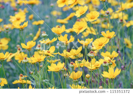 Field of yellow flower lance leaved, Coreopsis lanceolata, Lanceleaf Tickseed or Maiden's eye 115351372