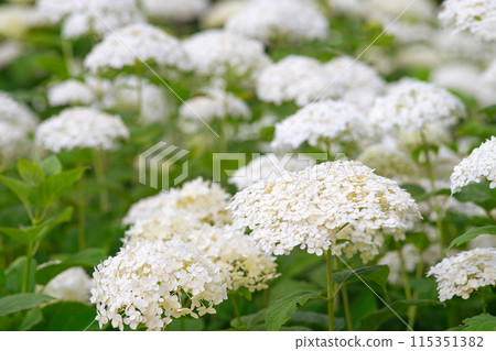 Bushes of Hydrangea arborescens flower in the garden, White hortensia in park close up Bushes of Hydrangea arborescens flower in the garden, White hortensia in park close up 115351382