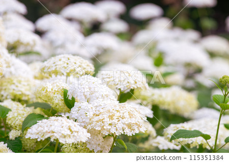 Bushes of Hydrangea arborescens flower in the garden, White hortensia in park close up Bushes of Hydrangea arborescens flower in the garden, White hortensia in park close up 115351384