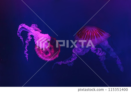 South American sea nettle jelly fish swim underwater aquarium pool with pink neon light South American sea nettle jelly fish swim underwater aquarium pool with pink neon light 115351400