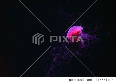 Fluorescent lion's mane jellyfish swimming underwater aquarium pool with red neon light. Fluorescent lion's mane jellyfish swimming underwater aquarium pool with red neon light. 115351402