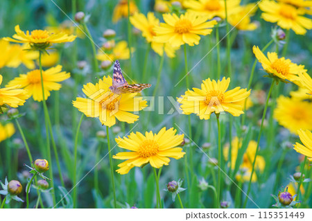 Field of yellow flower lance leaved, Coreopsis lanceolata, Lanceleaf Tickseed, Maiden's eye close up 115351449