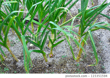 Garlic Garlic 115351594