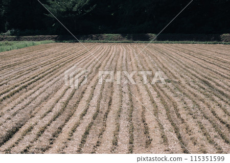 Rice fields after harvesting rice Rice fields after harvesting rice 115351599