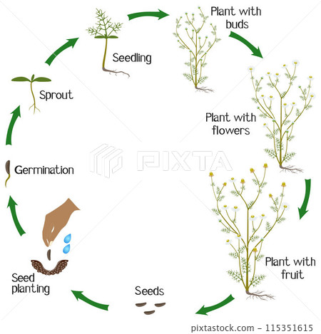 A growth cycle of medicinal chamomile plant on a white background. 115351615