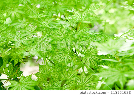 Blue leaves Blue leaves 115351628