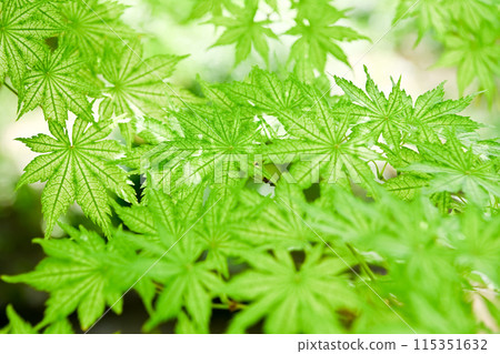Blue leaves Blue leaves 115351632