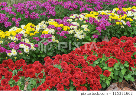 Fresh bright red, purple and yellow chrysanthemums bushes in autumn garden, flowerbed 115351662