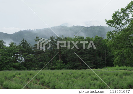 雨後的藥草園 115351677