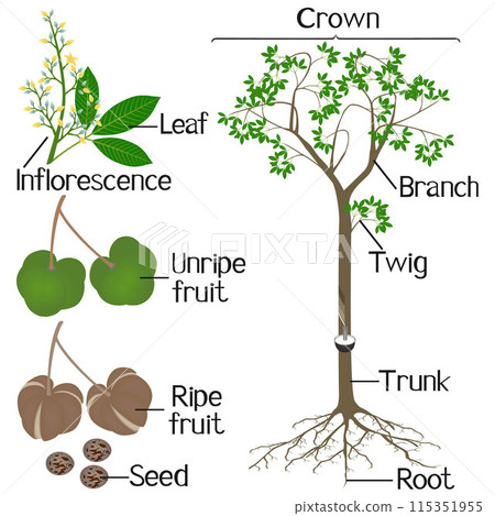 Parts of rubber tree Hevea brasiliensis plant isolated on a white background. 115351955