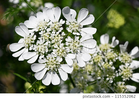 Orlea · White Race Orlea · White Race 115352062