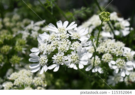 Orlea · White Race 115352064