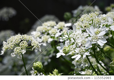 Orlea · White Race 115352065