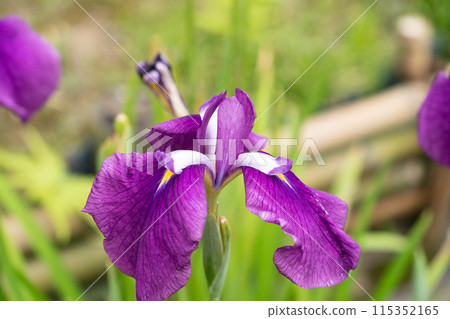 Hana shawab 115352165