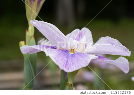 哈娜莎華 哈娜莎華 115352176
