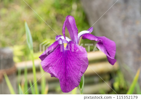 Hana shawab 115352179