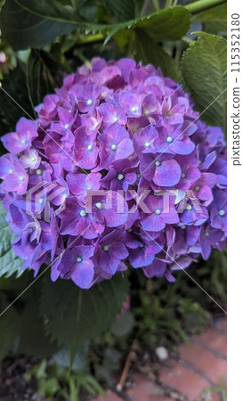 hydrangea   115352180