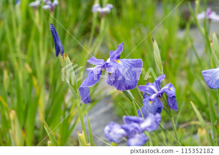 Hana shawab 115352182