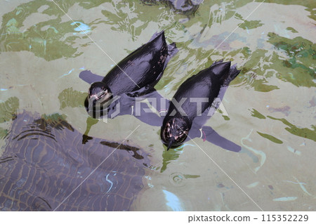 水族館風景，設有游泳池，兩隻麥哲倫企鵝並肩游泳 115352229