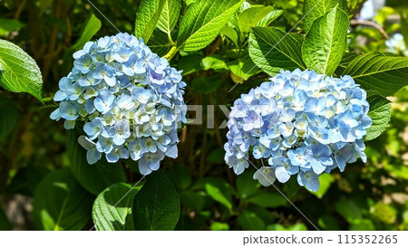 花博紀念公園鶴見綠地綠溪中的繡球花 115352265