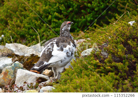 松雞雄性野生春Murododaira 115352266