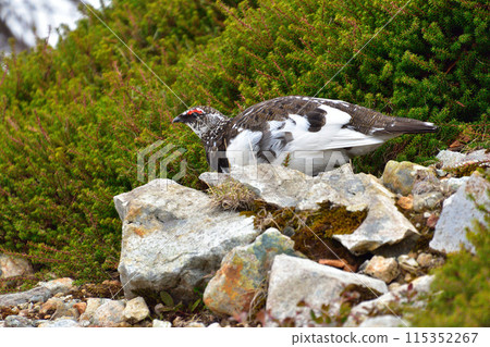 松雞雄性野生春Murododaira 115352267