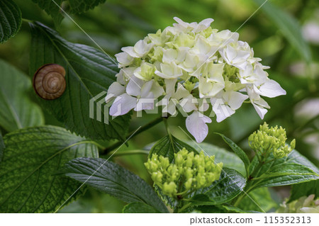 White hydrangea 115352313