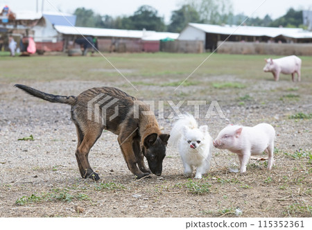 pig and dogs in farm 115352361
