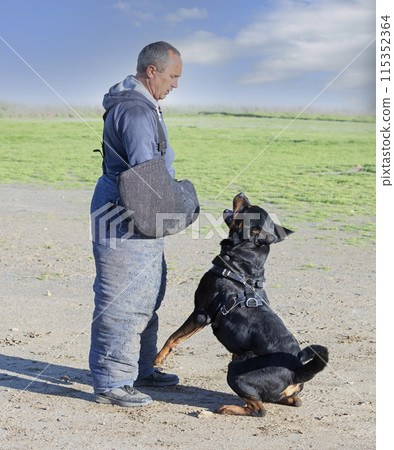 training of rottweiler training of rottweiler 115352364