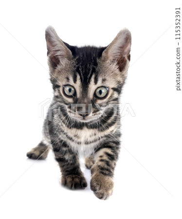 bengal kitten in studio 115352391