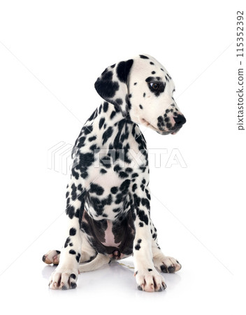 puppy dalmatian in studio 115352392