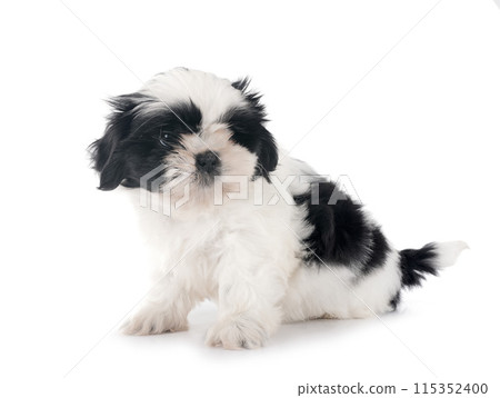 puppy Shih Tzu in studio 115352400