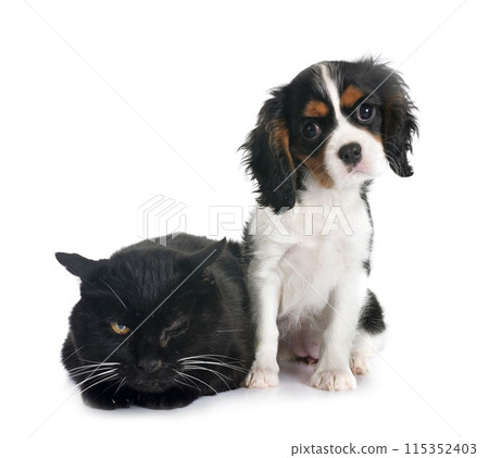 cavalier king charles and cat cavalier king charles and cat 115352403