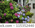 Colorful hydrangea 115352440