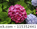 Hydrangea wet in the rain 115352441