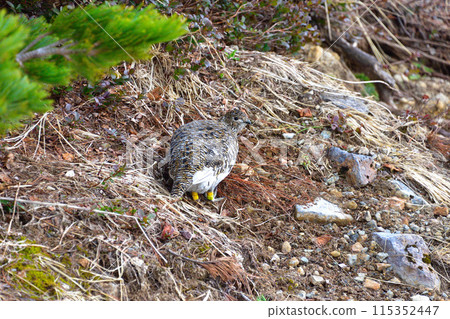 Ptarmigan female wild spring Murododaira 115352447