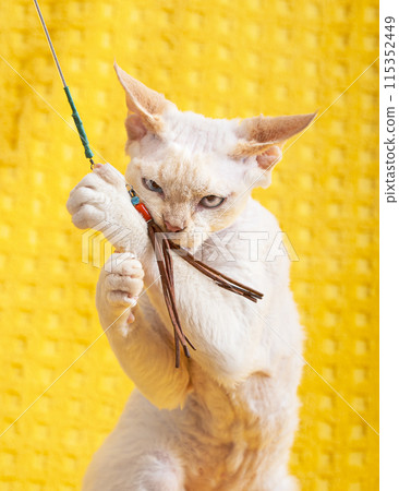 White Devon Rex Kitten Kitty Playing With Feather Toy. Short-haired Cat Of English Breed On Yellow Plaid Background. Shorthair Pet Cat 115352449