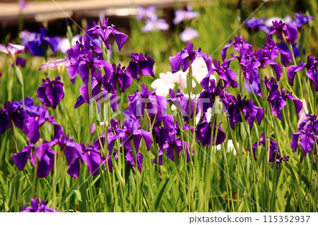 六月北山公園盛開的紫色鳶尾花 (7) 115352937