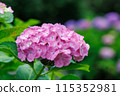 Hydrangea 1 115352981