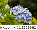Hydrangea 2 115352982