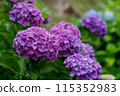 Hydrangea 3 115352983