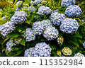 Hydrangea 5 115352984